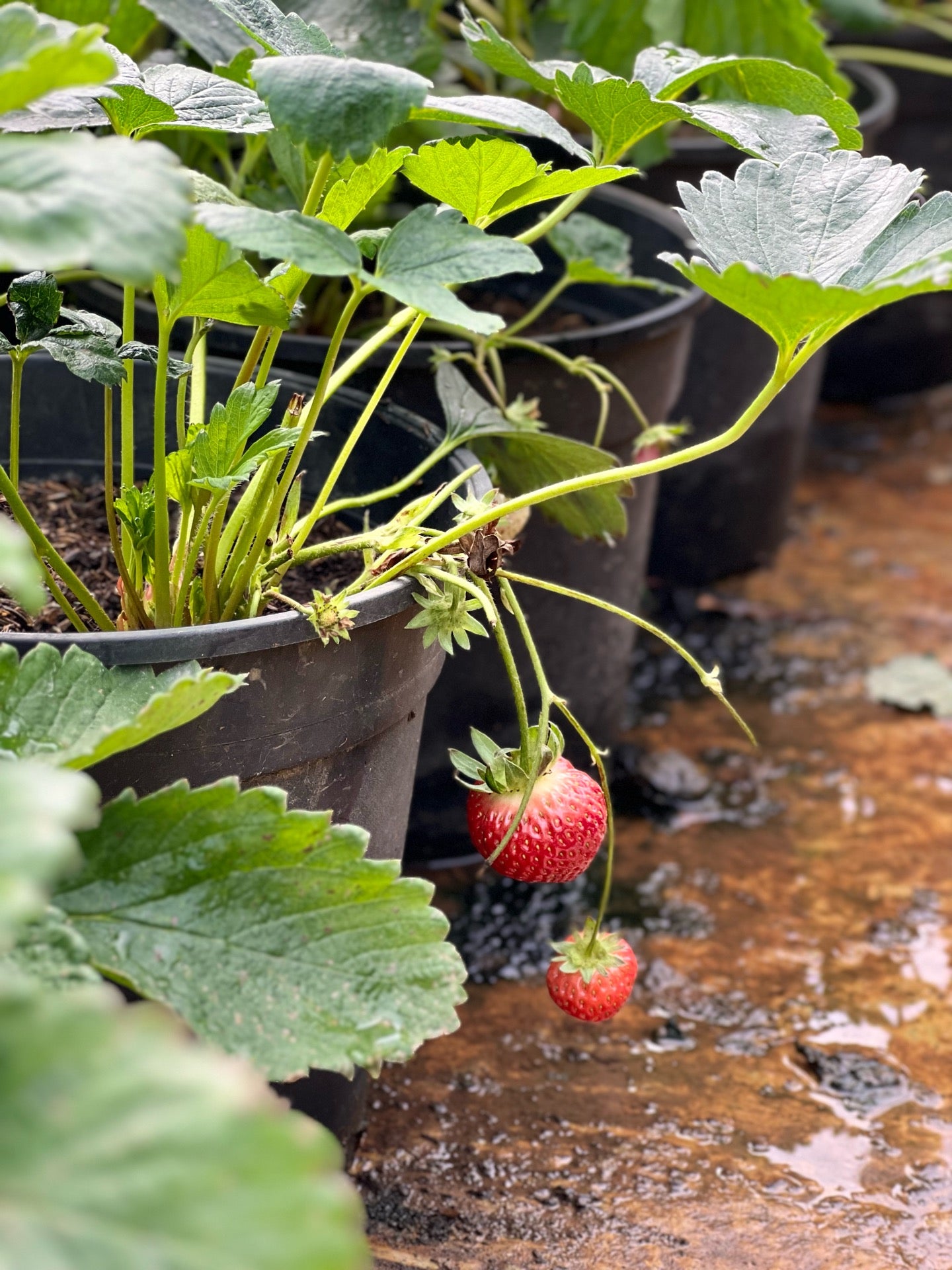 Strawberry farm shop