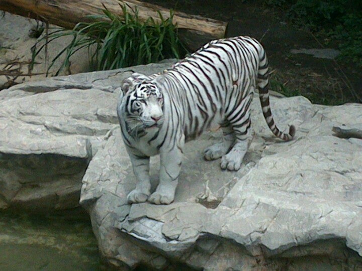 Zoológico de Chapultepec