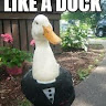 YGC Duck