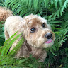 Cockapoo Pico