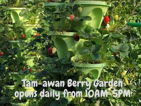 Tam-awan Berry Garden
