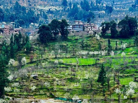 Kasol Hostel