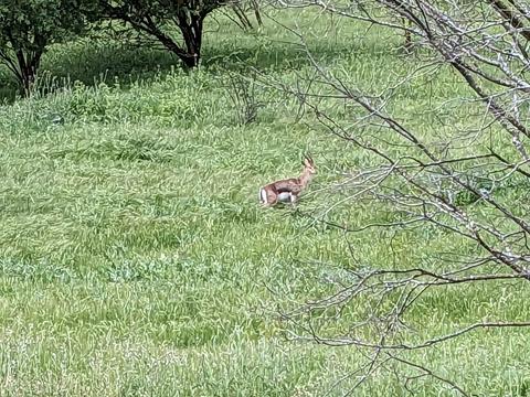 Gazelle Valley