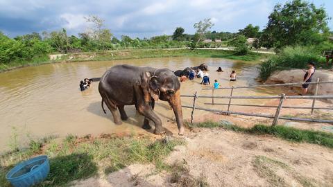 [Office] Elephant Jungle Sanctuary Pattaya