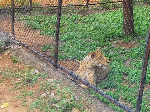 SV ZOO LION SAFARI