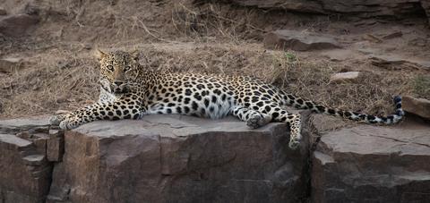 Jhalana Leopard Safari Park