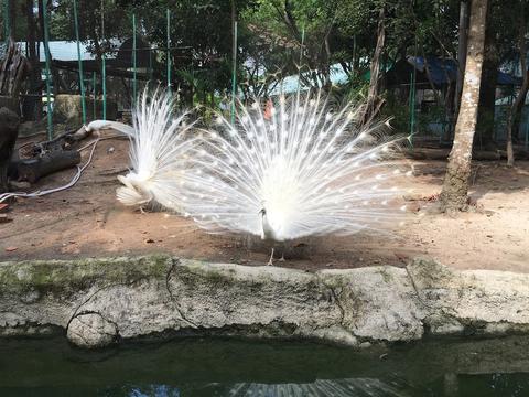 Dai Nam Zoo