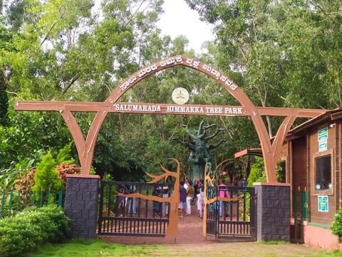 Salu Marada Thimmakka Tree Park