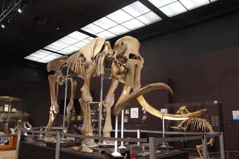 Monaco Museum of Prehistoric Anthropology