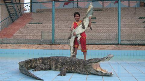 Crocodile Show Sharm