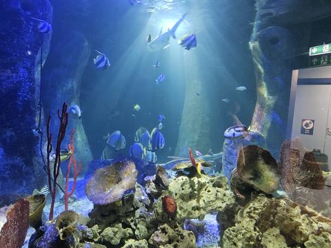 SEA LIFE Bray Aquarium