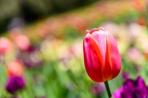 Araluen Botanic Park