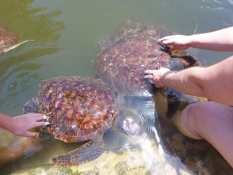 Nungwi Marine Turtles Mnarani