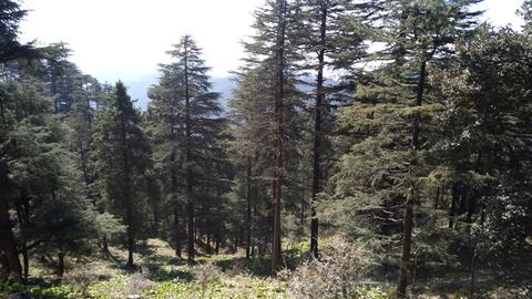 Mahashu Peak, Kufri