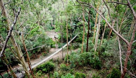 TreeTop Challenge Gold Coast - Australia's Largest Adventure Park