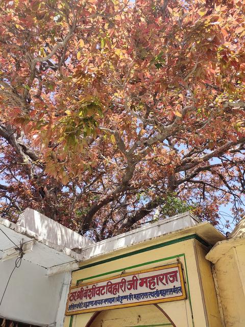 Banshivat Temple (Maharaas Sthali), Vrindavan