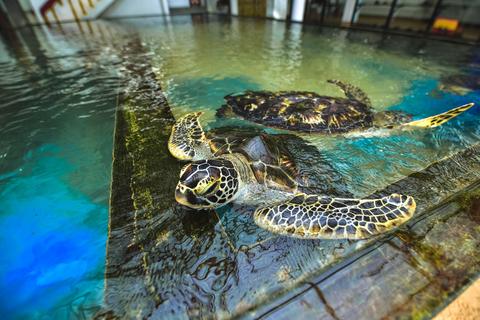 Sea Turtle Hatchery - Habaraduwa