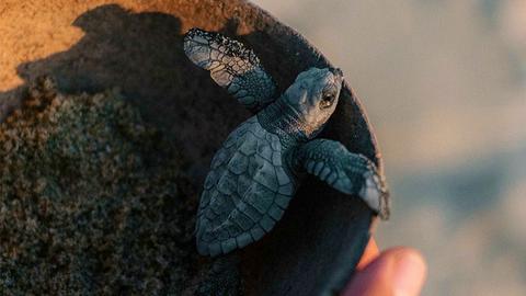 Campamento Tortuguero"Vive Mar" Liberación de tortugas