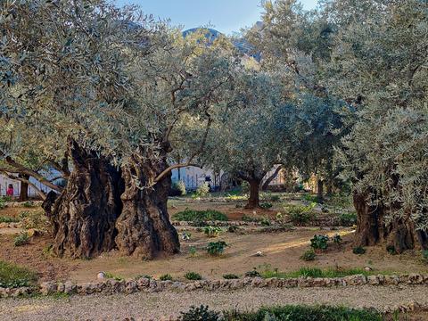 Gethsemane