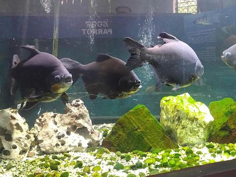 Nandankanan Zoo Aquarium