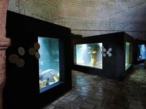 AKVARIJ Dubrovnik Aquarium