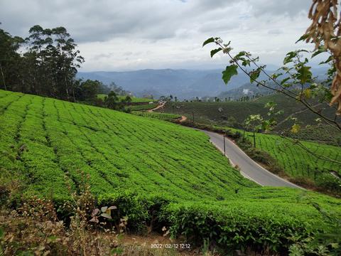 Kolukkumalai Tea Estate