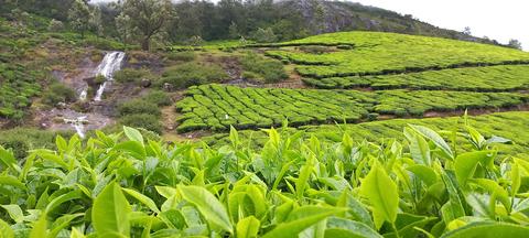 Tata Tea Garden