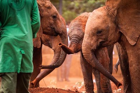 Elephant Nursery