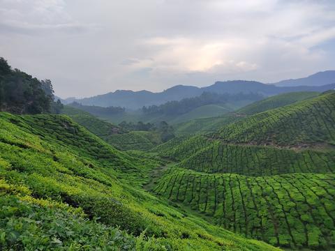 Munnar Scenery