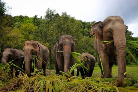 Elephant Jungle Sanctuary (Office)