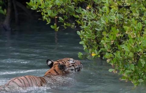 Sundarban Safari