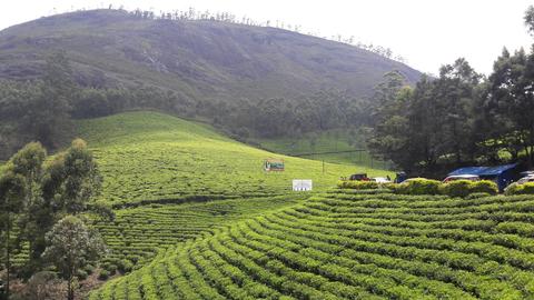 Trekking in munnar