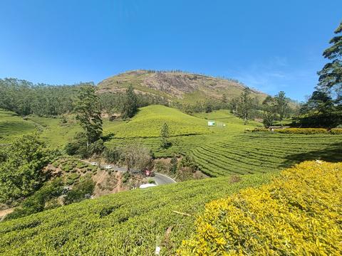 Tea Gardens