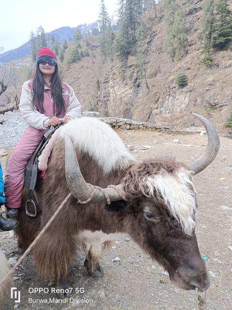 COUNTER NO 26, Adventure Activities Area, longest zipline in Himachal