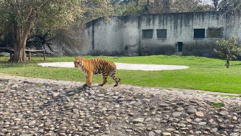 Mahendra Chaudhary Zoological Park, Chhat Bir Zoo, Zirakpur