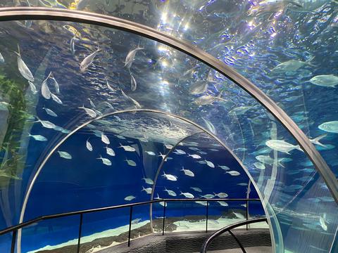 Shanghai Ocean Aquarium