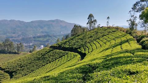 Munnar Hiking Trails