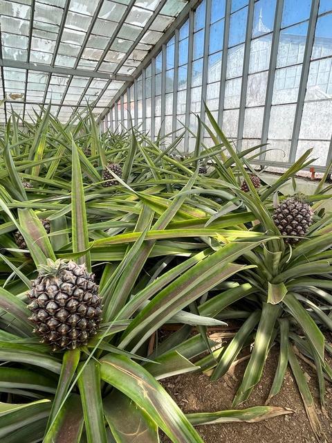 Pineapples Santo António