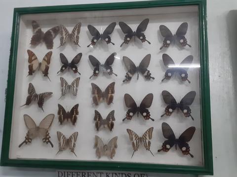 Jumalon Butterfly Sanctuary And Art Gallery