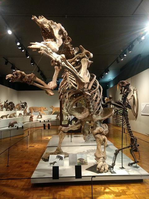 Museum of Zoology of the University of São Paulo