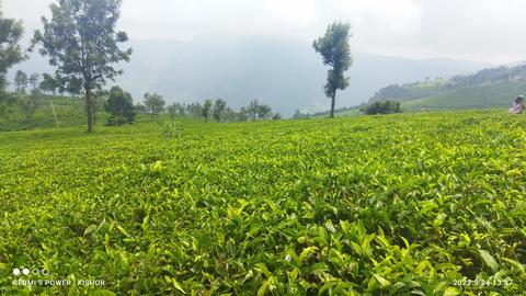Singara Tea Estate