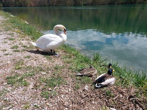 Lake Zbilje