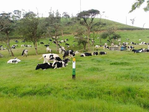 Ambewela Farm