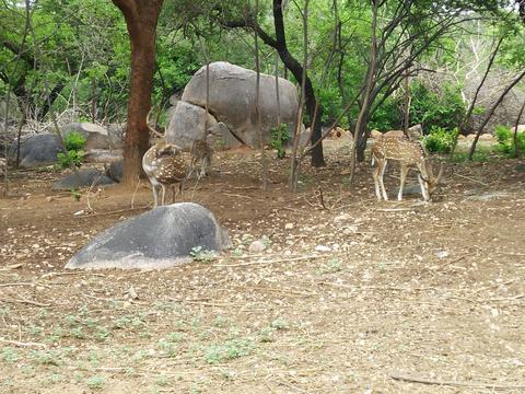 Mrugavani National Park