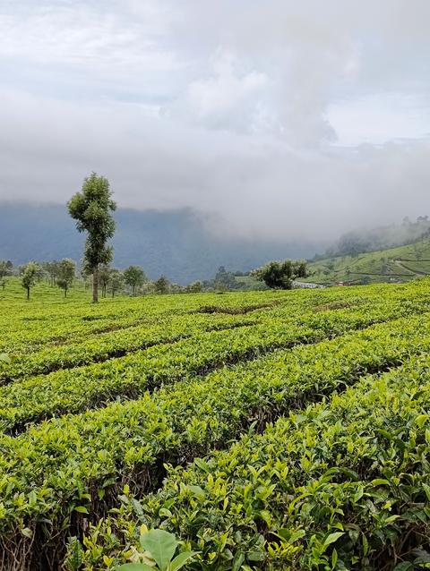 Lamb's Rock Tea Garden View Point