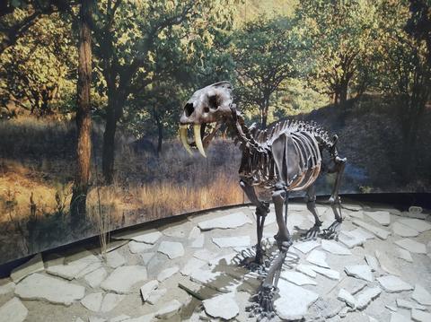 Museum of Paleontology Guadalajara