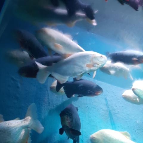 Under water tunnel aquarium