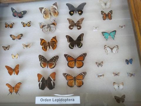 Museo Entomológico Francisco Luis Gallego