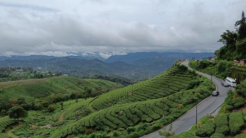 Pallivasal Tea Estate