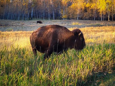 Elk Island National Park